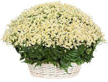 Цветочная композиция из Ромашки в корзине #REPLACE_PRED# Аткарске
